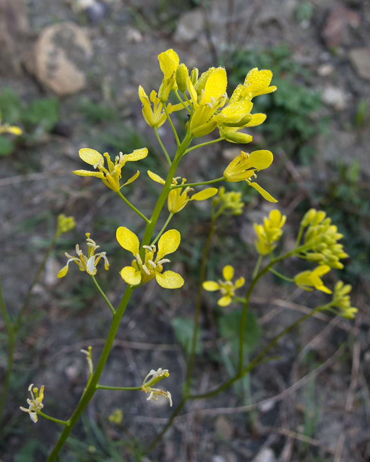 Erucastrum nasturtiifolium vs. Coincya monensis ssp. cheiranthos